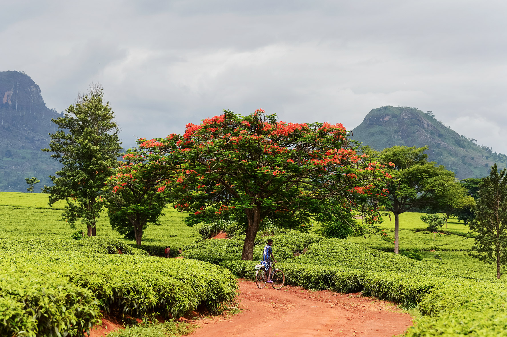 Tee Plantage in Malawi, das Bild aus Afrika erhältlich im Onlineshop