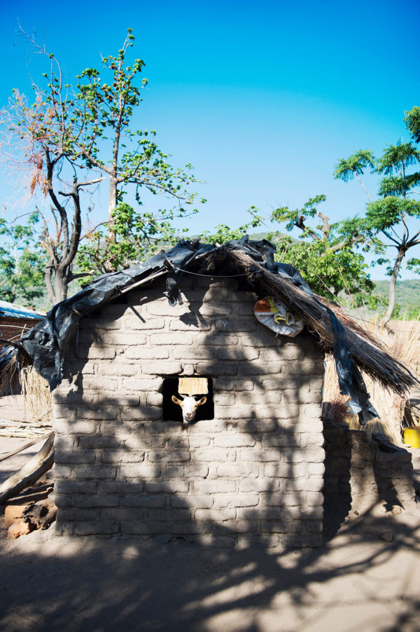 Hütte und Ziege, Landleben in Malawi, Bild aus Afrika erhältlich im Onlineshop