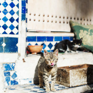 Katze in Fes Marokko, Bild aus Afrika erhältlich im Onlineshop