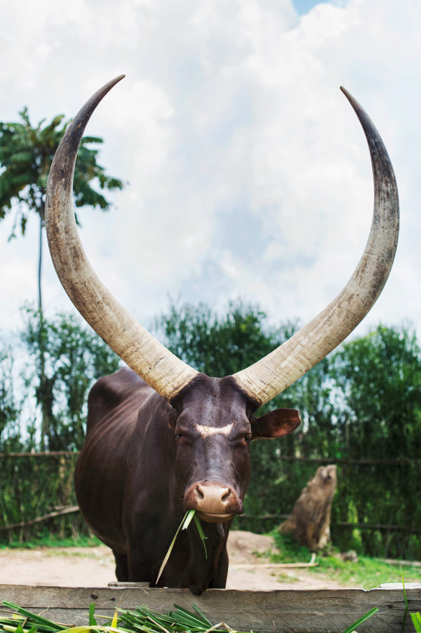 The African Inyambo cow, Rwanda.